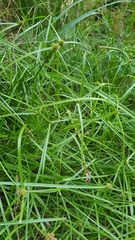 Cyperus ruwenzoriensis