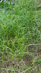 Cyperus ruwenzoriensis