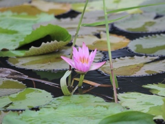 Nymphaea nouchali caerulea