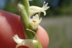 Spiranthes laciniata