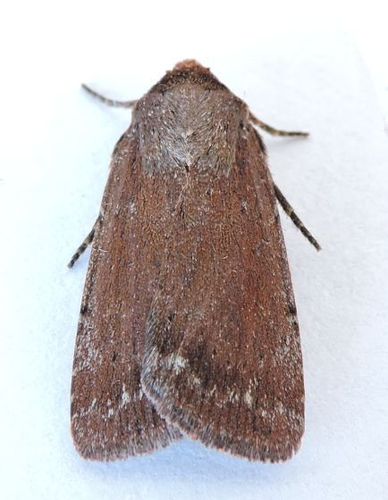 Tesagrotis piscipellis