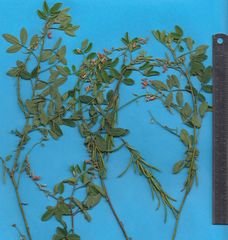 Indigofera jamaicensis