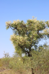 Grevillea pyramidalis leucadendron