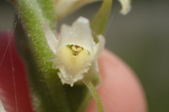 Spiranthes laciniata