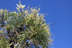 Grevillea pyramidalis leucadendron