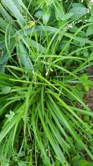 Chlorophytum saundersiae