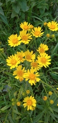 Senecio heterotrichius
