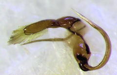 Diomus notescens