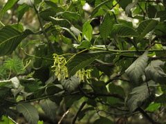 Palicourea lineariflora