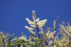 Grevillea pyramidalis leucadendron
