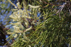 Grevillea pyramidalis leucadendron
