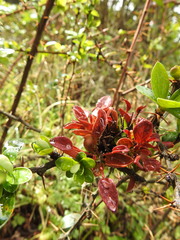 Puccinia magellanica