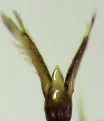 Diomus notescens