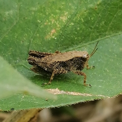 Batrachideini