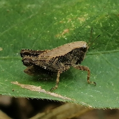 Batrachideini
