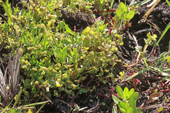 Erythranthe arvensis