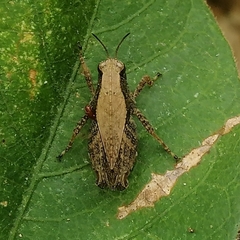 Batrachideini