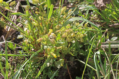 Erythranthe arvensis