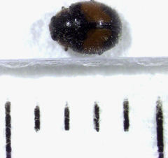 Diomus notescens