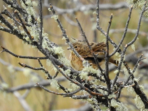 Bisbita Andino (Anthus bogotensis)