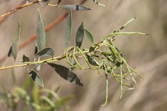 Acacia acradenia