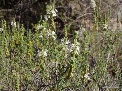 Mulguraea aspera