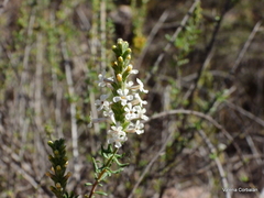 Mulguraea aspera
