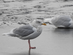 Larus glaucescens × hyperboreus