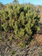 Baccharis linearis