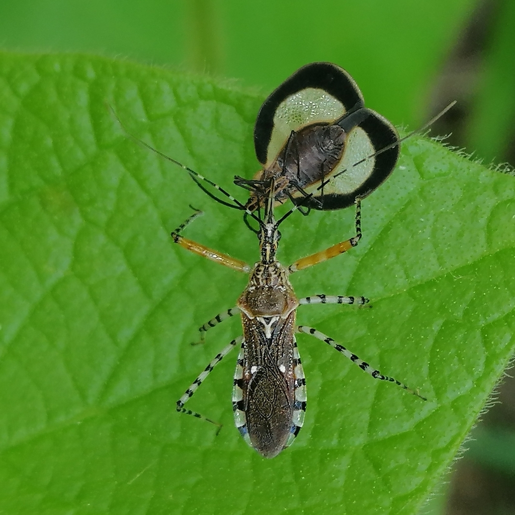 Cosmoclopius annulosus