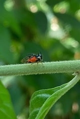 Cyphonia trifida