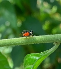 Cyphonia trifida