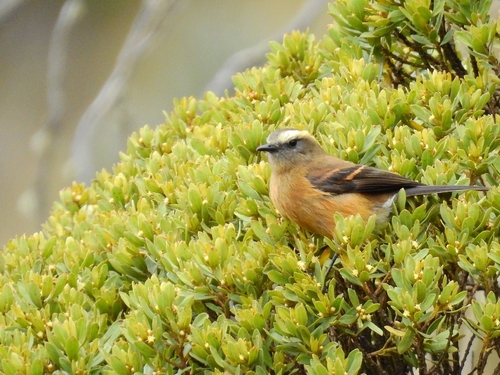 Brown-backed Chat-Tyrant (Ochthoeca fumicolor), photo 7