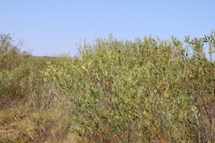 Acacia acradenia