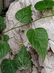 Angiospermae