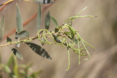 Acacia acradenia