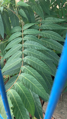 Ailanthus altissima