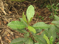 Solanum cornifolium