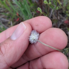 Trifolium albopurpureum