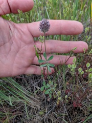 Trifolium albopurpureum