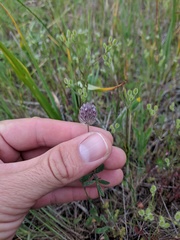 Trifolium albopurpureum