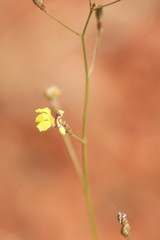 Goodenia microptera