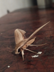 Xylophanes loelia