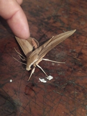 Xylophanes loelia