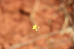 Goodenia microptera