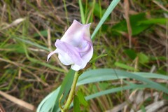 Helicotropis linearis