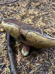 Xerocomellus atropurpureus