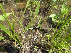 Sagittaria platyphylla