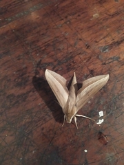 Xylophanes loelia