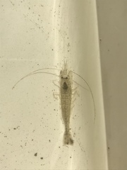 Crangon franciscorum